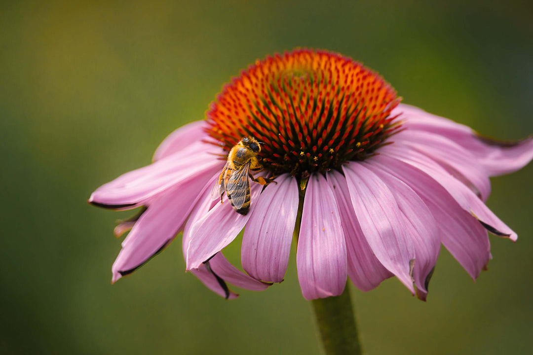 Truly Charmed: The Special Meaning of Bees