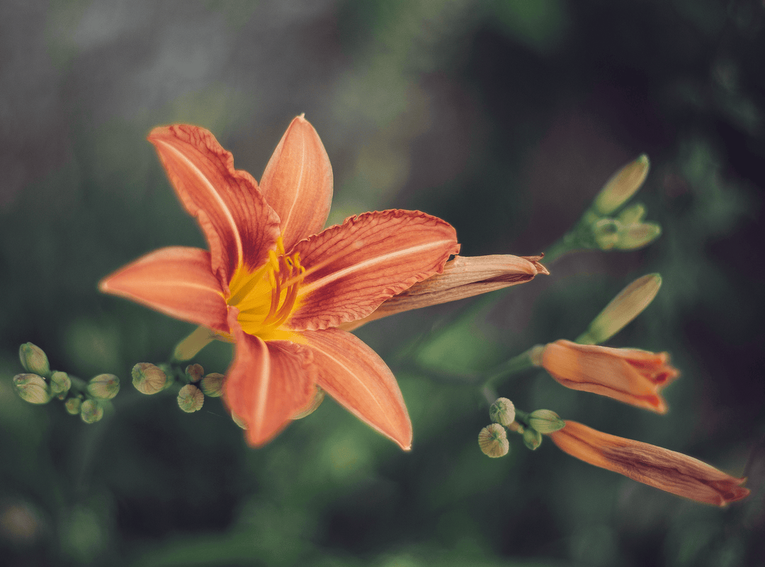 Truly Charmed: The Special Meaning of the Fleur De Lis