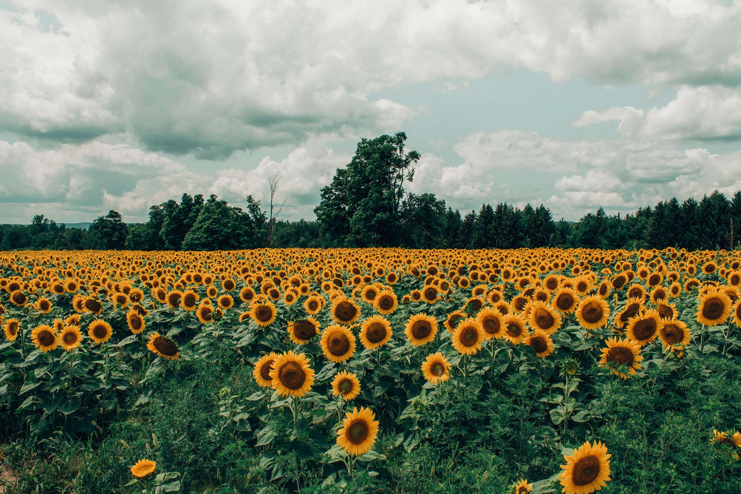 Truly Charmed: The Special Meaning of Sunflowers